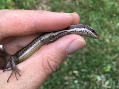 Notomabuya frenata