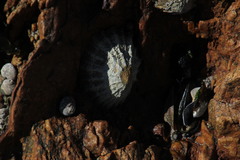 Cymbula granatina image
