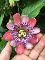 Passiflora alata