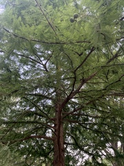 Taxodium