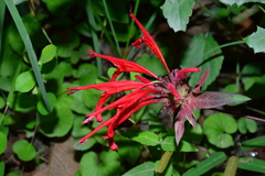Monarda pringlei