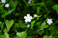 Mimophytum cardiophyllum
