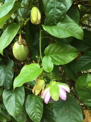 Passiflora alata