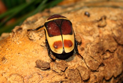 Marginated Congo Chafer