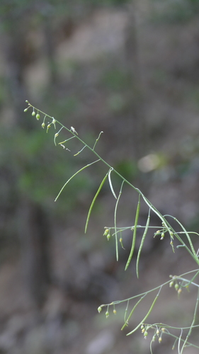 shale barren rockcress (Arabis serotina)