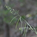 Shale Barren Rock Cress - Photo (c) rbartgis, some rights reserved (CC BY-NC), uploaded by rbartgis