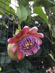 Passiflora alata