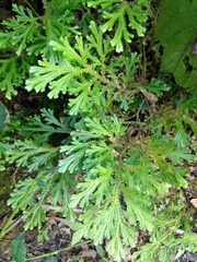 Selaginella lepidophylla
