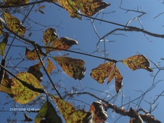 Terminalia macrostachya