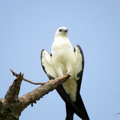 Swallow-Tailed Kite photo 4