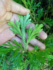 Selaginella lepidophylla
