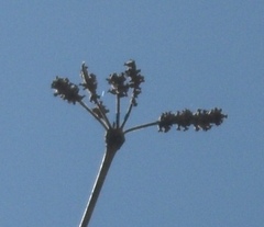 Terminalia macrostachya