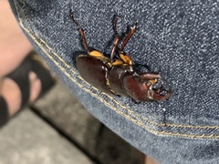 Lucanus capreolus