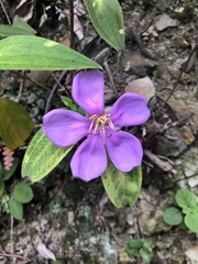 Melastoma dodecandrum