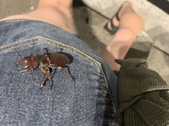 Lucanus capreolus