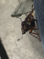 Lucanus capreolus