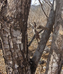 Terminalia macrostachya