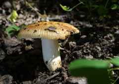 Russula pectinatoides