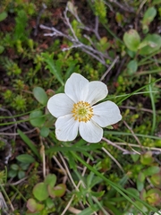 Anemone parviflora