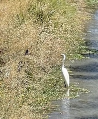 Ardea alba
