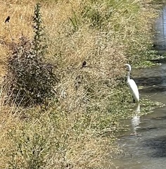 Ardea alba