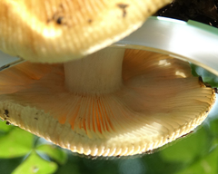 Russula pectinatoides