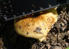 Russula pectinatoides
