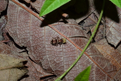 Pseudomethoca contumax