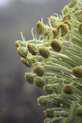 Argyroxiphium grayanum