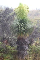 Argyroxiphium grayanum