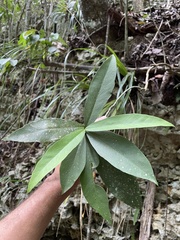Brunfelsia portoricensis