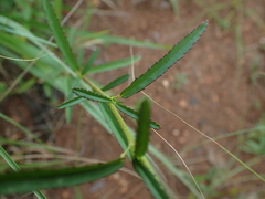 Sida elliottii