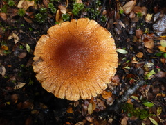 Cortinarius castoreus
