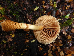 Cortinarius castoreus