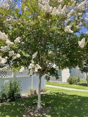 Magnoliopsida