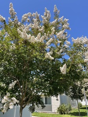 Magnoliopsida