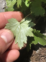 Heuchera glabra