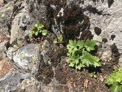 Heuchera glabra