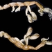 Caprella - Photo (c) WoRMS for SMEBD, osa oikeuksista pidätetään (CC BY-NC-SA)