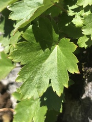 Heuchera glabra