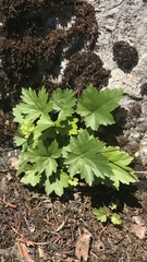 Heuchera glabra