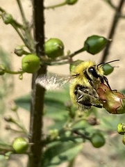 Bombus vandykei
