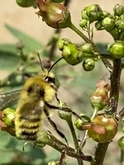 Bombus vandykei