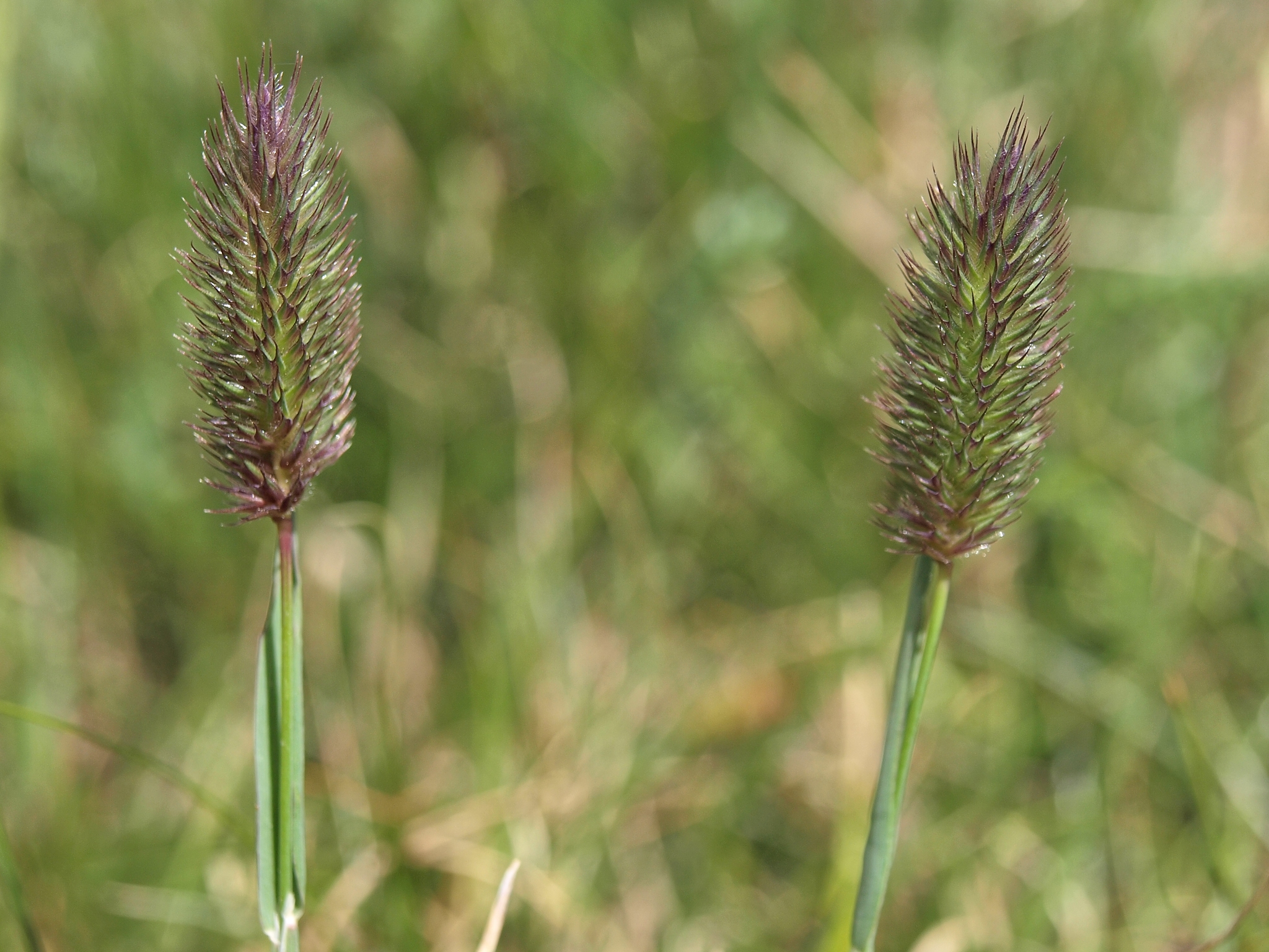 Phleum alpinum ssp. alpinum