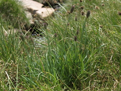 Phleum alpinum alpinum