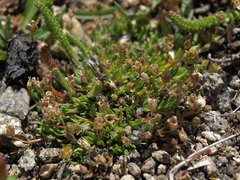 Sabulina stricta