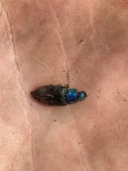 Buprestinae