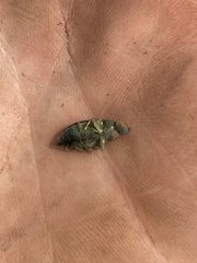 Buprestinae
