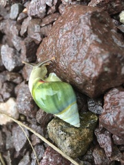 Amphidromus