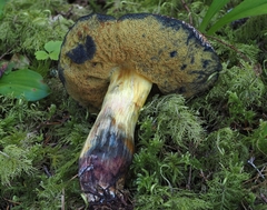 Xerocomellus rainisiae